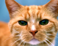 Ginger Cat Ar zaļām acīm